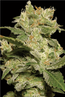 Auto Jack-3 Samen - Seeds24