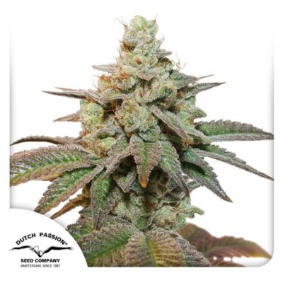 Auto Kerosene Krash-3 Samen - Seeds24