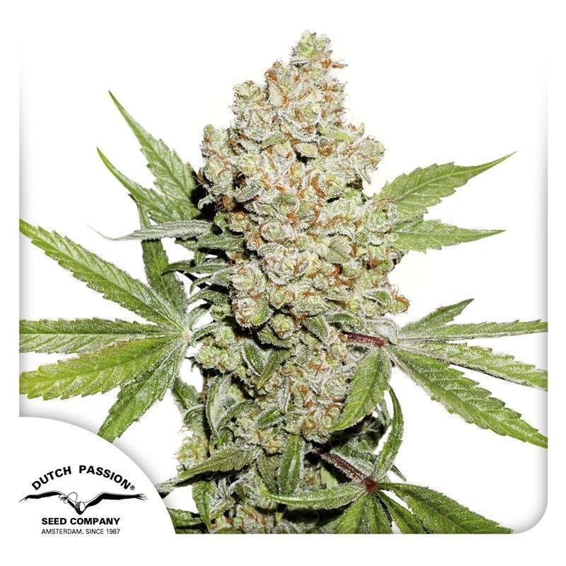 Auto Lemon Kix-3 Samen - Seeds24