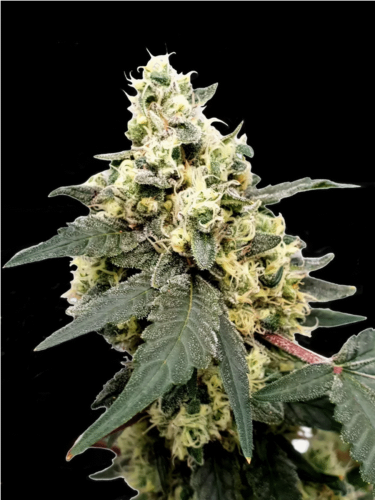 Auto Lemonade-3 Samen - Seeds24