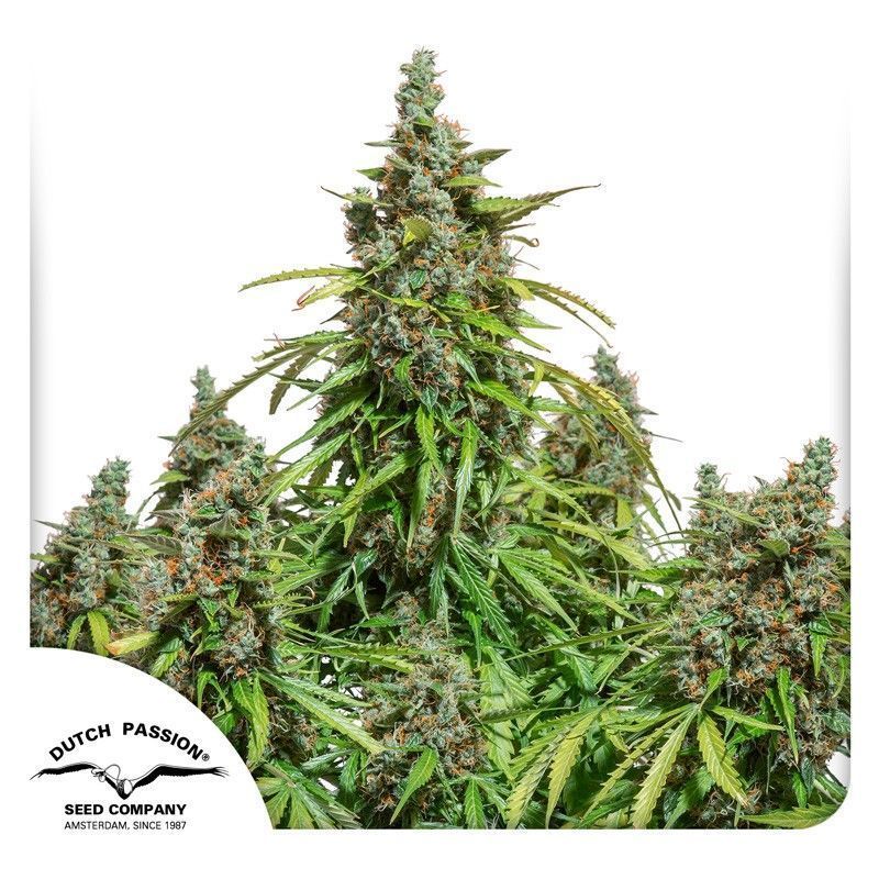 Auto Mazar-3 Samen - Seeds24