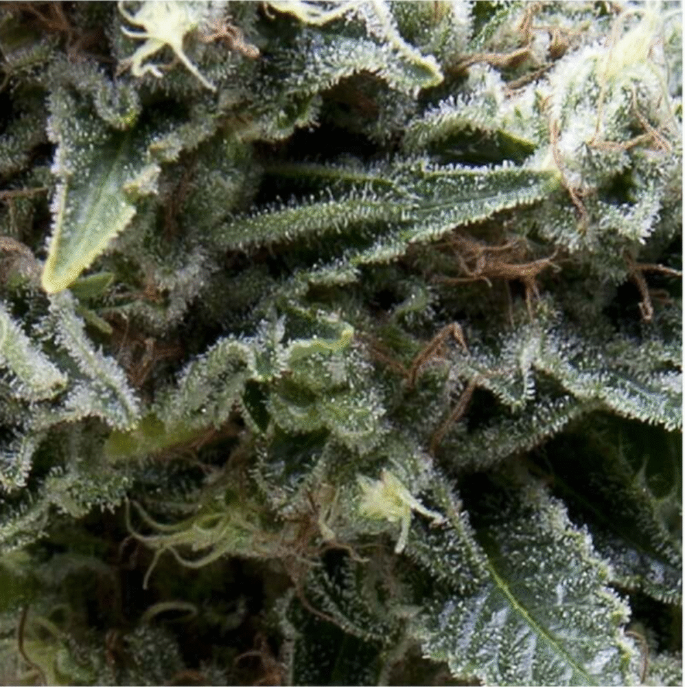 Auto New York City CBD-3 Samen - Seeds24