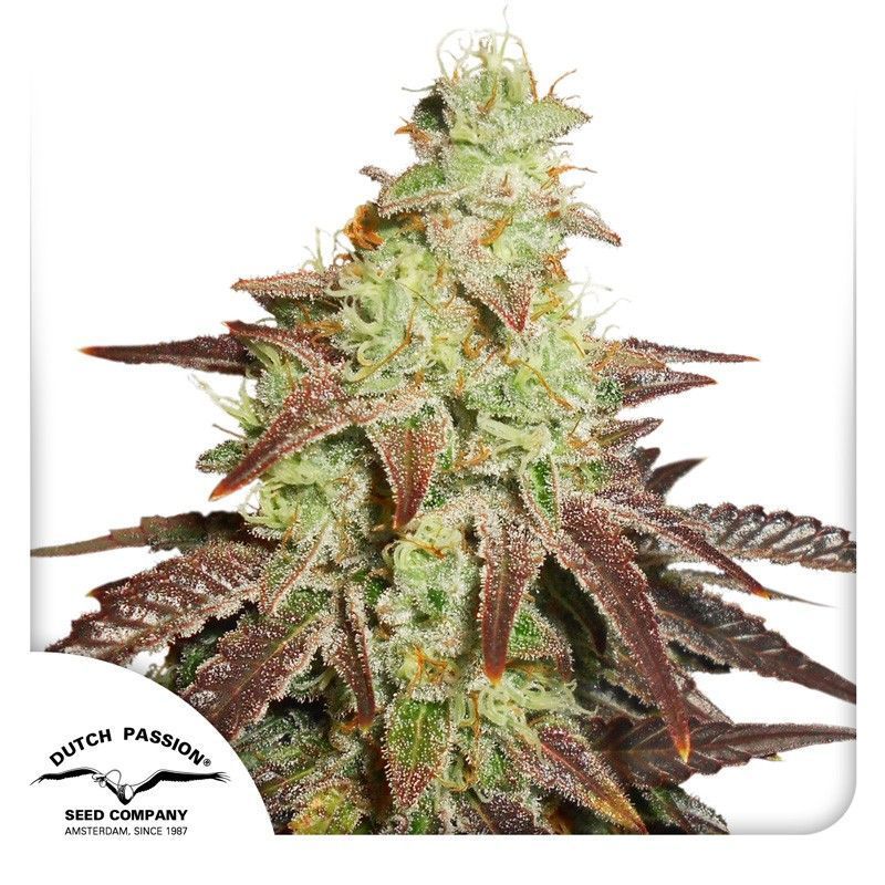 Auto Night Queen-3 Samen - Seeds24
