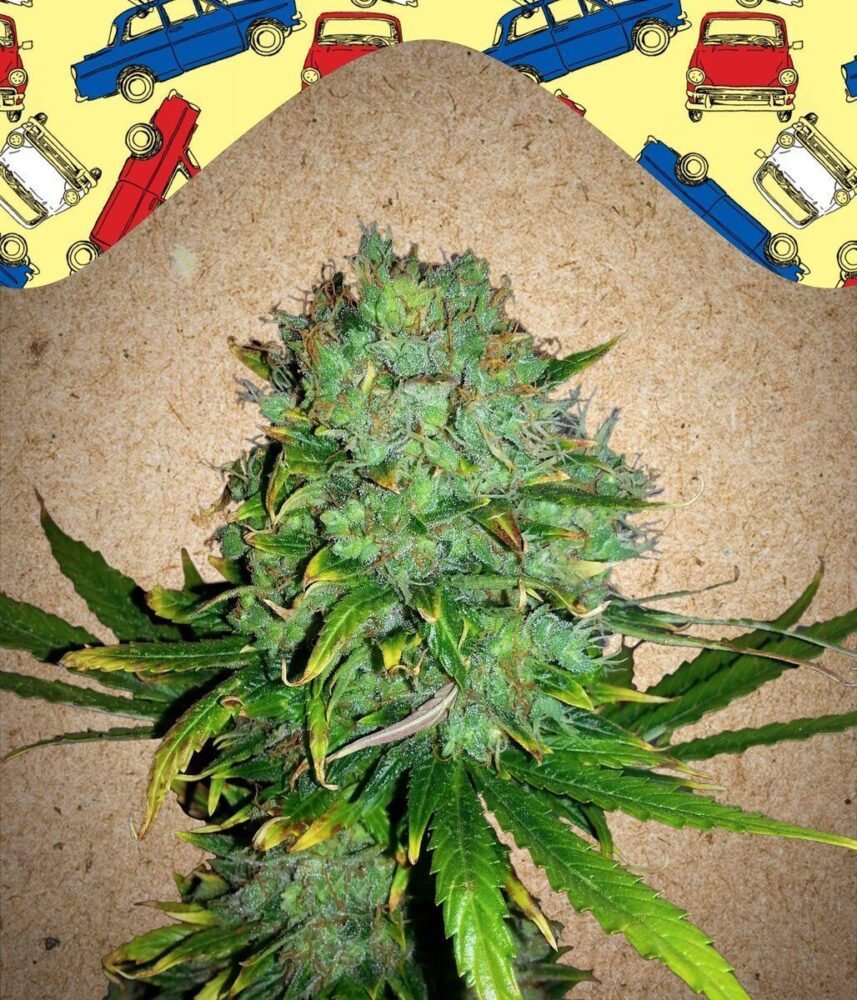 Auto NL-4 Samen - Seeds24