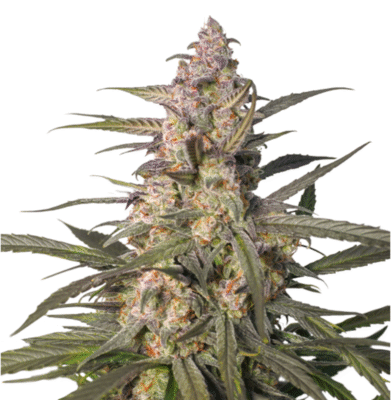 Auto Northern Dragon Fuel-3 Samen - Seeds24