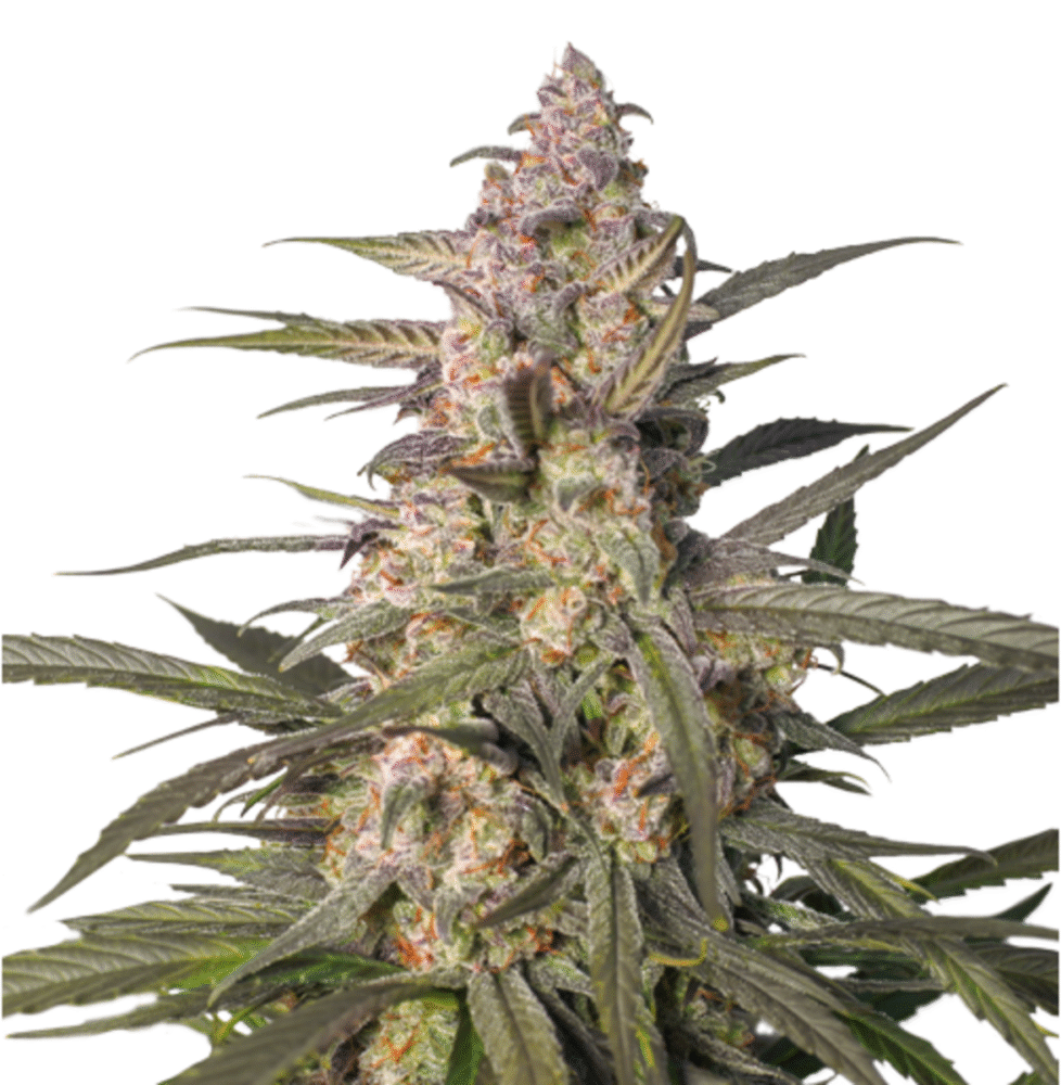 Auto Northern Dragon Fuel-3 Samen - Seeds24