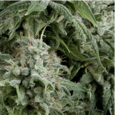 Auto Northern Lights CBD-3 Samen - Seeds24