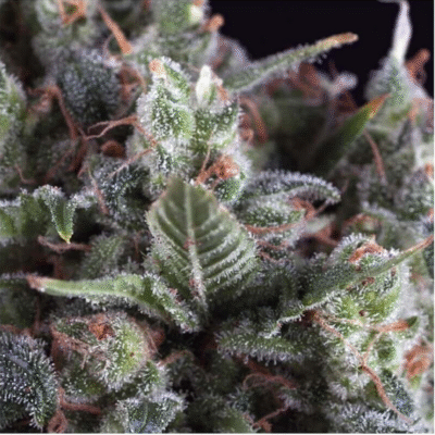 Auto Olympia-3 Samen - Seeds24