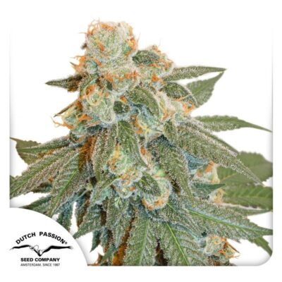 Auto Orange Bud-3 Samen - Seeds24