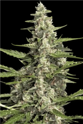 Auto Pandora-3 Samen - Seeds24