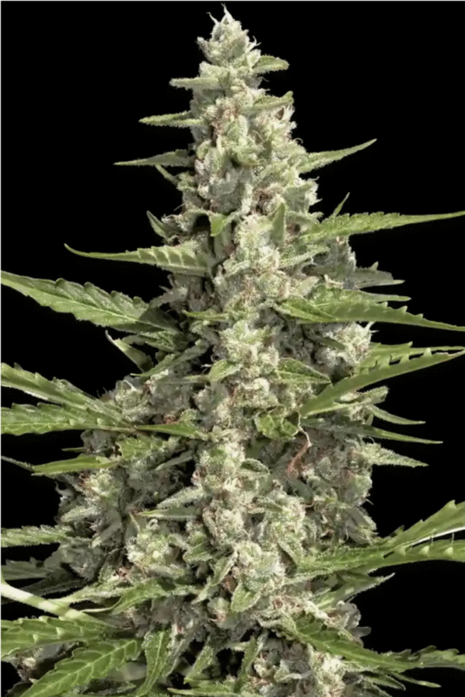 Auto Pandora-3 Samen - Seeds24
