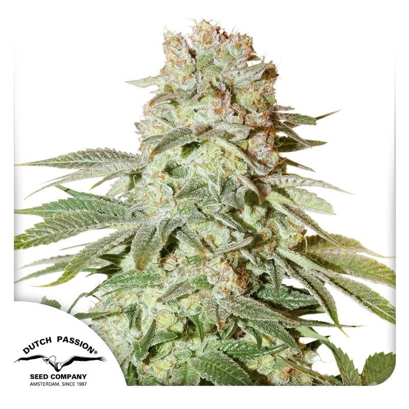 Auto Power Plant-3 Samen - Seeds24
