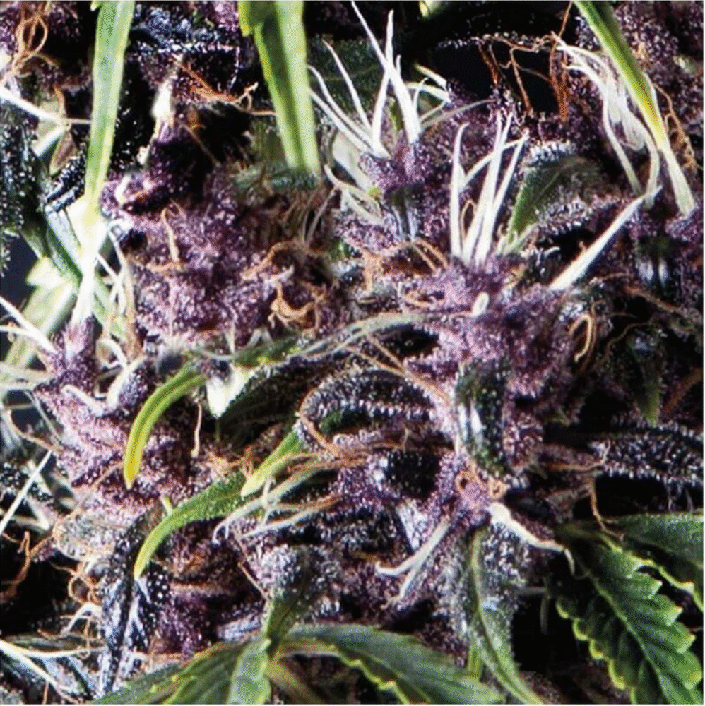 Auto Purple-3 Samen - Seeds24