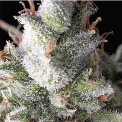 Auto Ramses-3 Samen - Seeds24