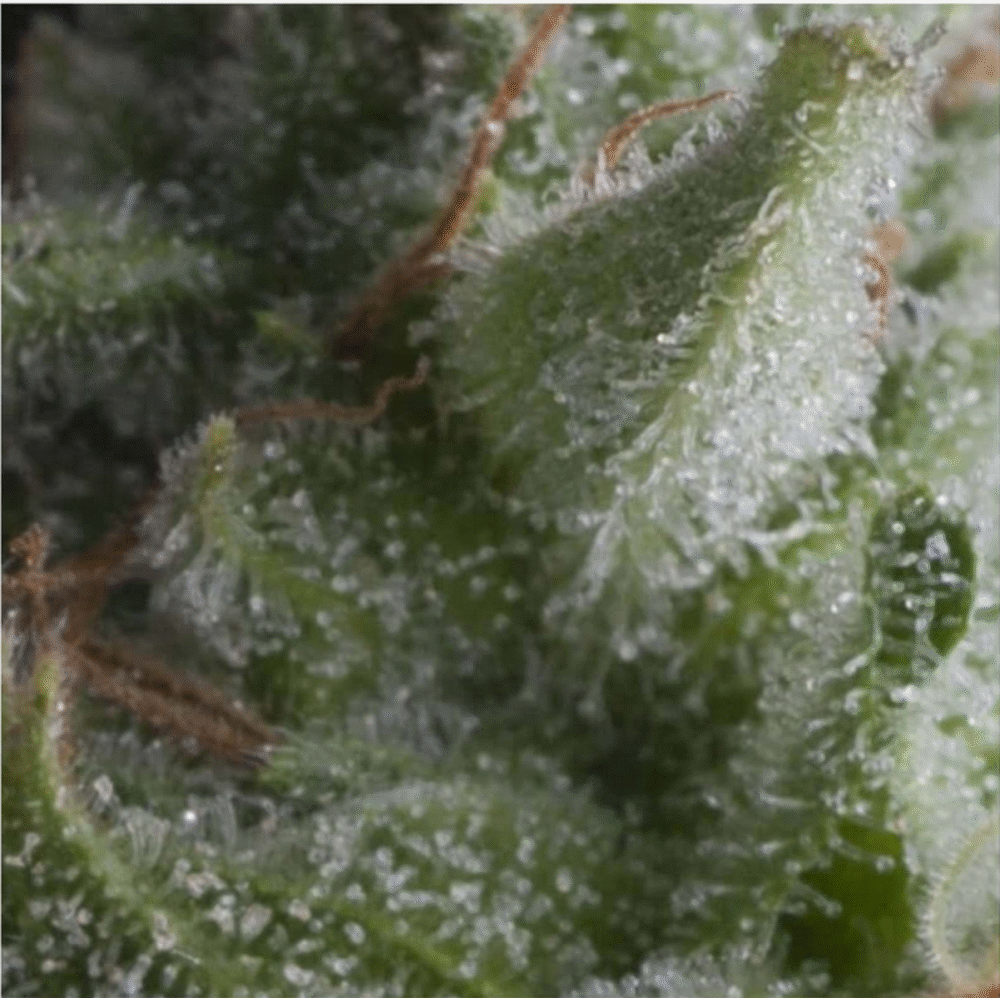 Auto Shark-3 Samen - Seeds24