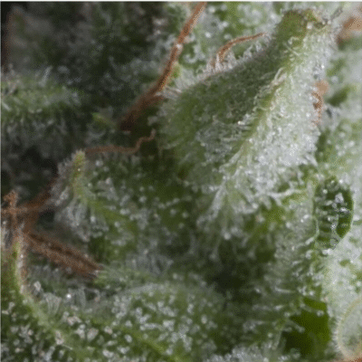 Auto Shark-3 Samen - Seeds24