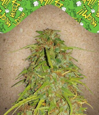Auto Speed Bud-4 Samen - Seeds24