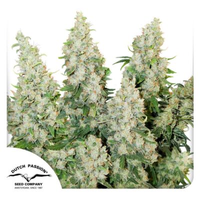 Auto Think Different-3 Samen - Seeds24