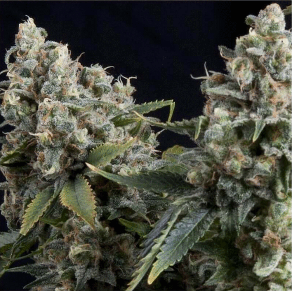 Auto Tutankhamon-3 Samen - Seeds24