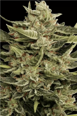 Auto Vertigo-3 Samen - Seeds24