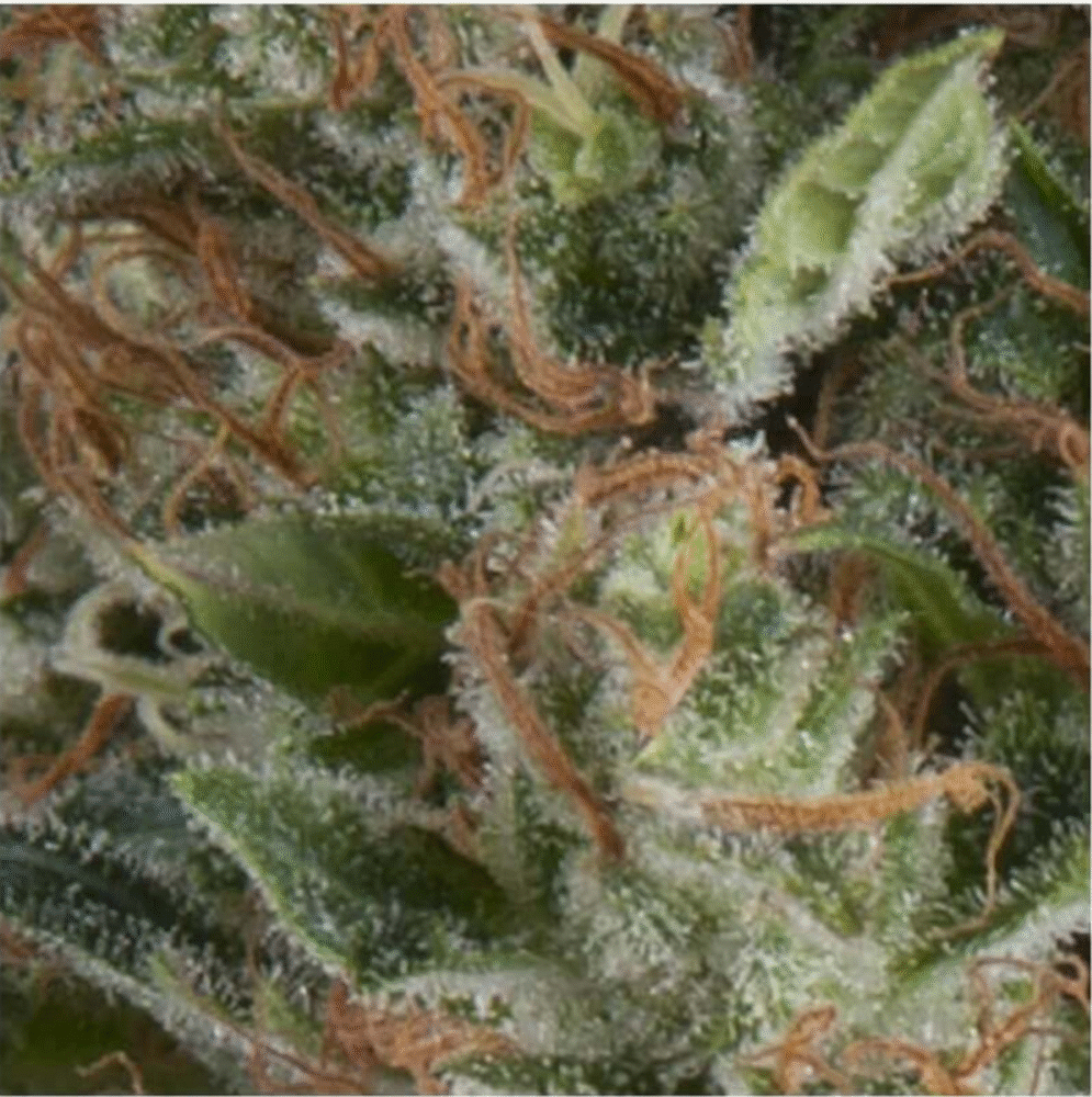 Auto Wembley-3 Samen - Seeds24