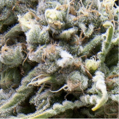 Auto White Widow CBD-3 Samen - Seeds24