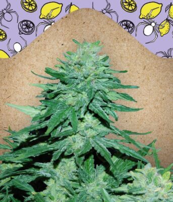 Auto White Widow x Big Bud-4 Samen - Seeds24