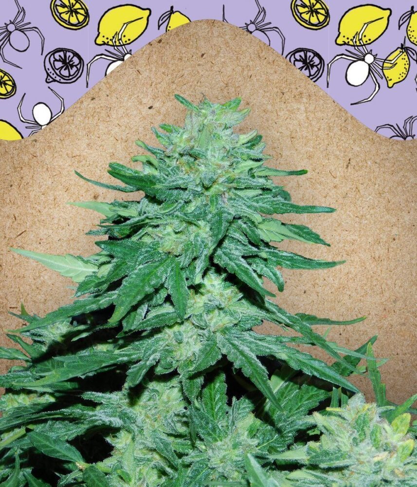 Auto White Widow x Big Bud-4 Samen - Seeds24