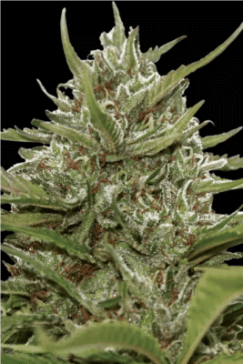 Auto Whiteberry-3 Samen - Seeds24