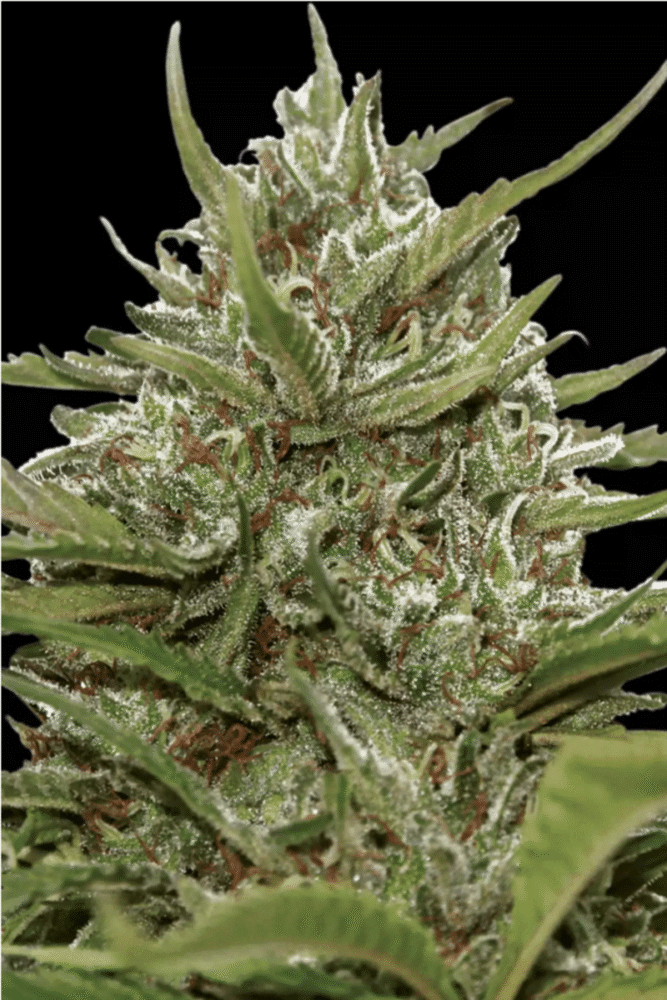 Auto Whiteberry-3 Samen - Seeds24