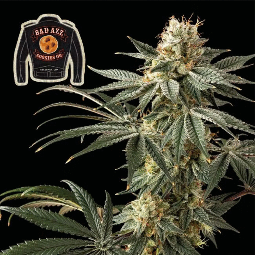 Badazz Cookies OG Feminisiert-3 Samen - Seeds24