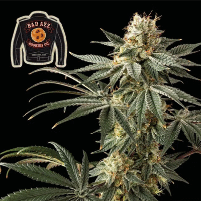 Badazz Cookies OG Feminisiert-3 Samen - Seeds24