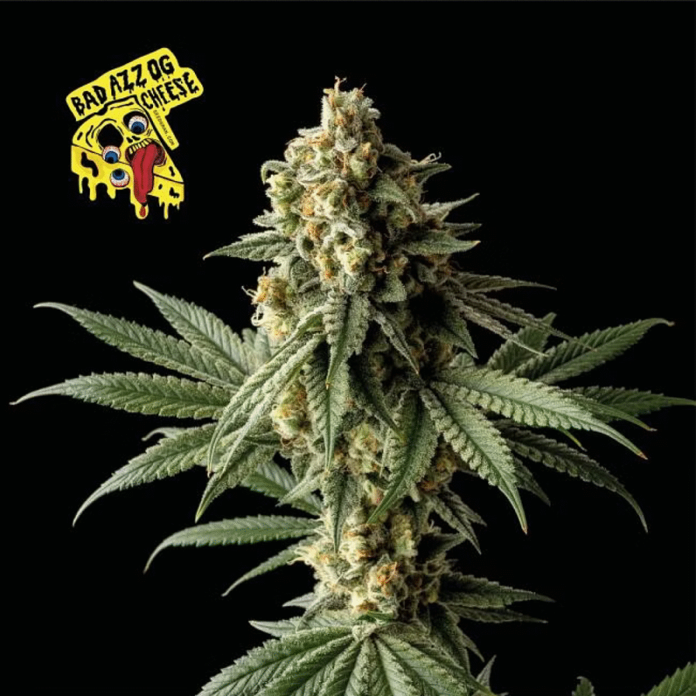 Badazz OG Cheese Feminisiert-3 Samen - Seeds24
