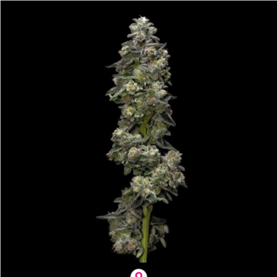 Bakers Delight Feminisiert-3 Samen - Seeds24