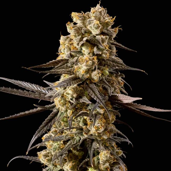 Banana Biscotti F1 Feminisiert-3 Samen - Seeds24