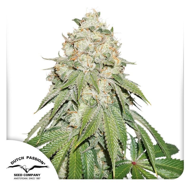 Banana Blaze Feminisiert-3 Samen - Seeds24