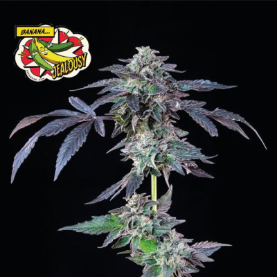 Banana Jealousy Feminisiert-3 Samen - Seeds24