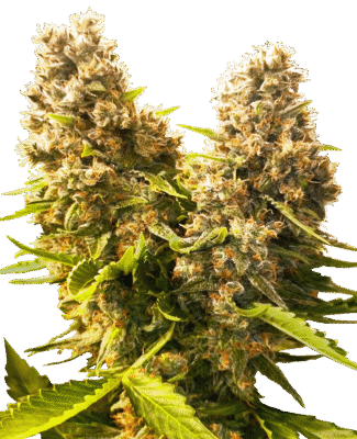 Banana Kush Cake Automatic-3 Samen - Seeds24