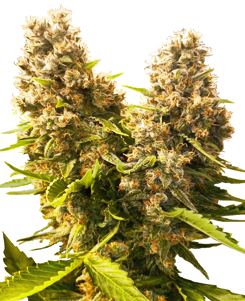 Banana Kush Cake Automatic-3 Samen - Seeds24