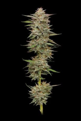 Banana OG Auto-3 Samen - Seeds24