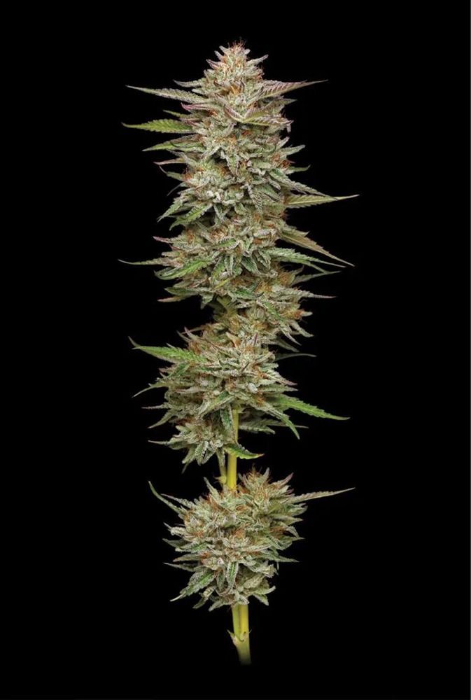 Banana OG Auto-3 Samen - Seeds24