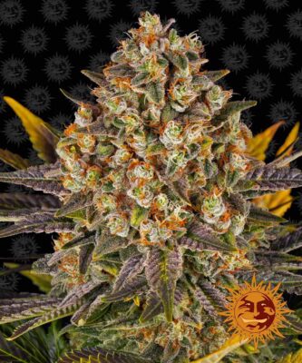 Banana Punch Feminisiert-3 Samen - Seeds24