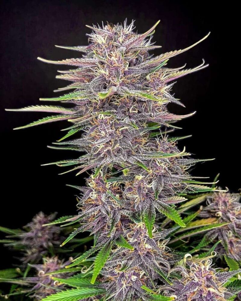 Banana Purple Punch Auto-3 Samen - Seeds24