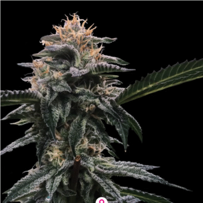 Banana Sorbet Feminisiert-3 Samen - Seeds24