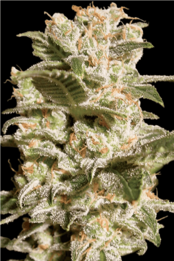 Bella Donna Feminisiert-3 Samen - Seeds24