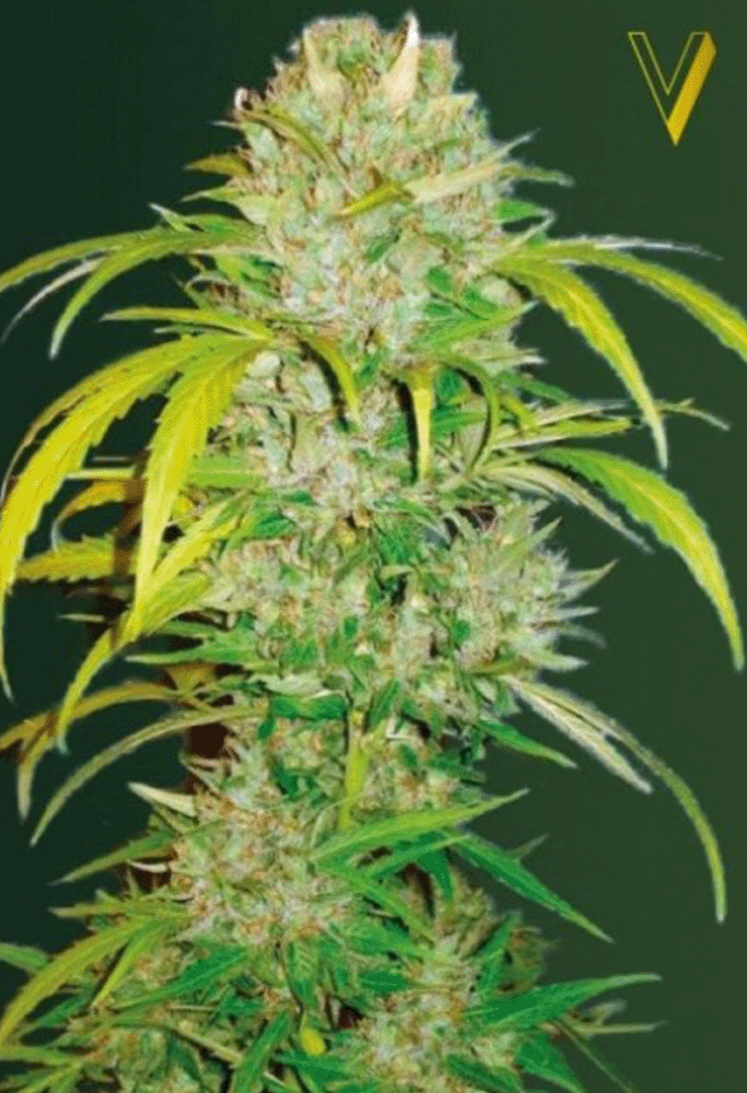 Big Angel Automatic-3 Samen - Seeds24