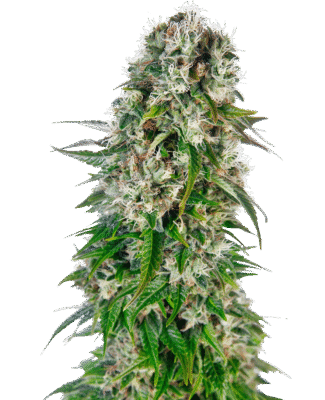 Big Bud Automatic-3 Samen - Seeds24
