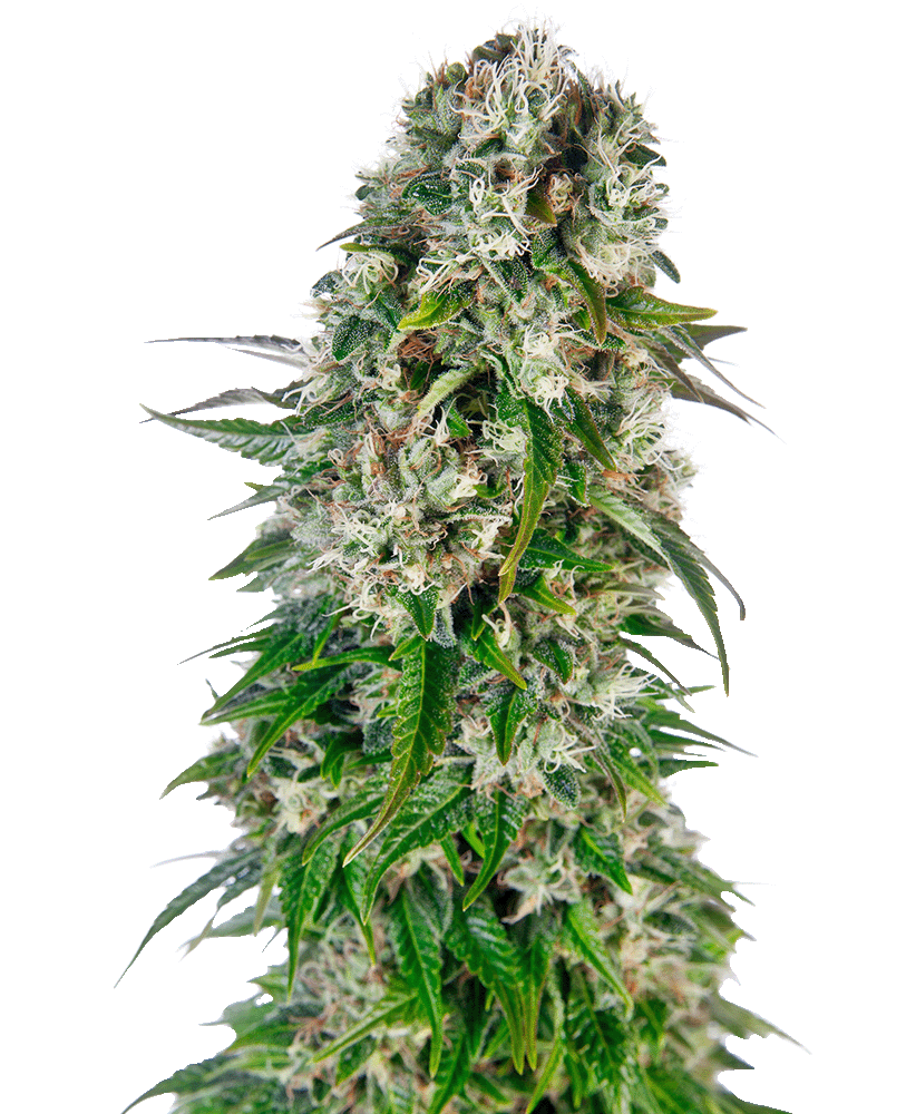 Big Bud Automatic-3 Samen - Seeds24