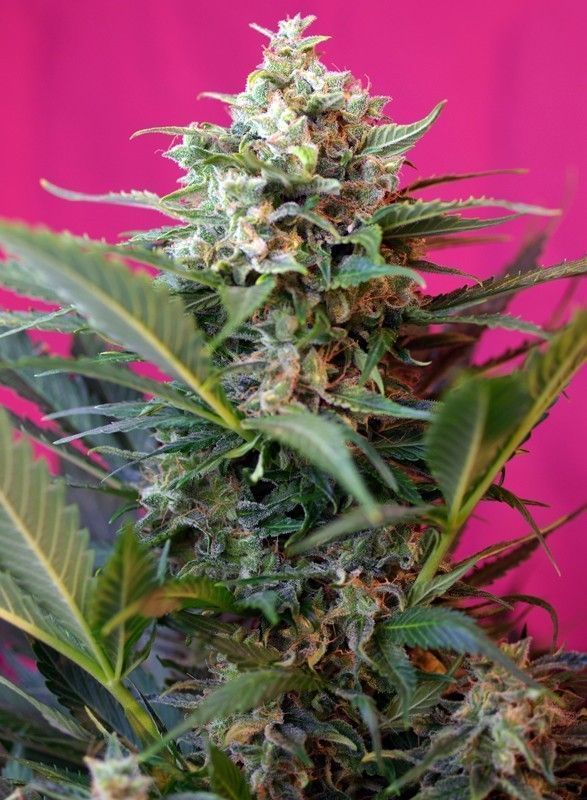 Big Devil XL Auto-3 Samen - Seeds24