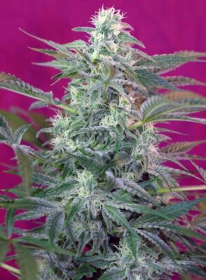 Big Foot Feminisiert-3 Samen - Seeds24